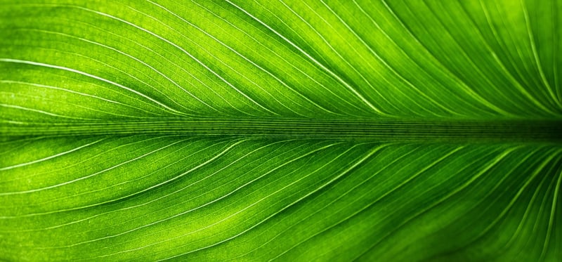 Eco-Friendly Kids Activities